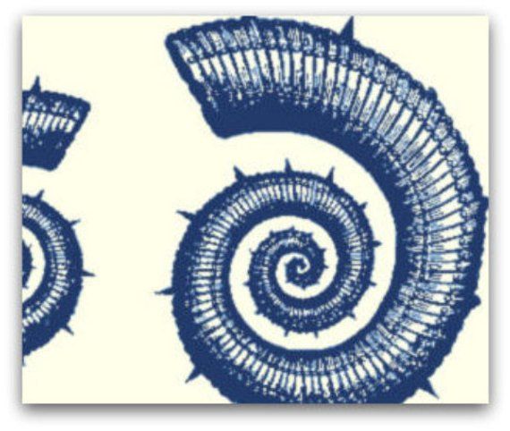 Textuurpapier Fossil Shell